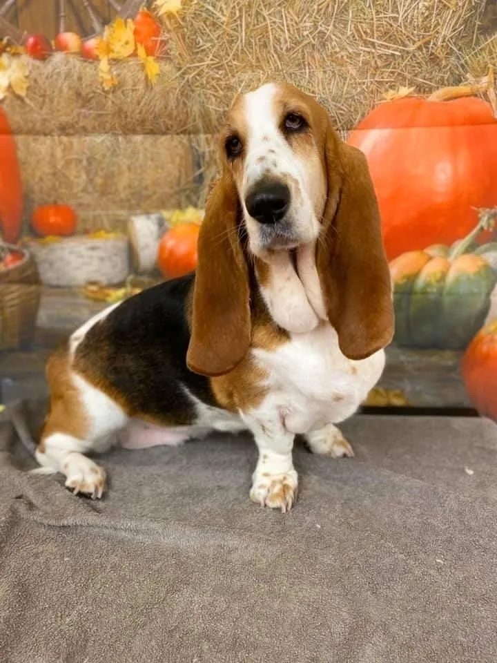 A Basset Hound from the Jazzy Dogz salon gallery