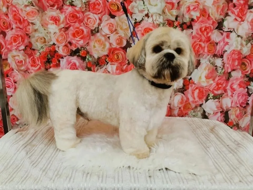 A freshly styled dog against the salon’s flower backdrop